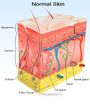 Integumentary System