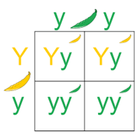 punnett squares - Year 9 - Quizizz