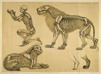 Comparative anatomy