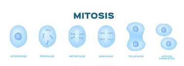 mitosis - Grado 12 - Quizizz