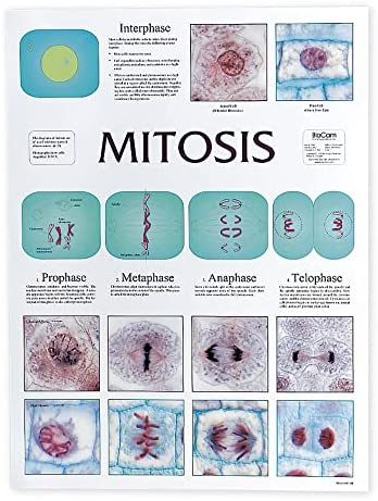 mitosis - Grado 1 - Quizizz