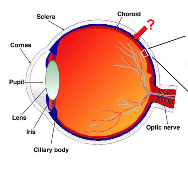 Eye Quiz! | Science Quiz - Quizizz