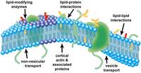 membranes and transport - Year 8 - Quizizz