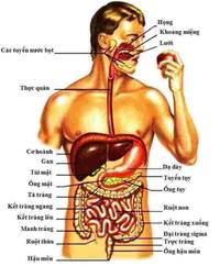 màng và vận chuyển - Lớp 2 - Quizizz