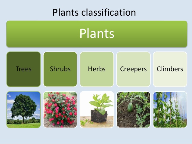 types of reproduction - Class 1 - Quizizz