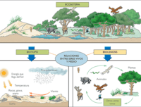 ecología - Grado 11 - Quizizz