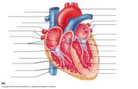 Drawing Hearts - Year 10 - Quizizz