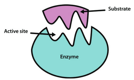 enzymy Fiszki - Quizizz