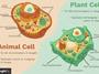 Animal and Plant Cells