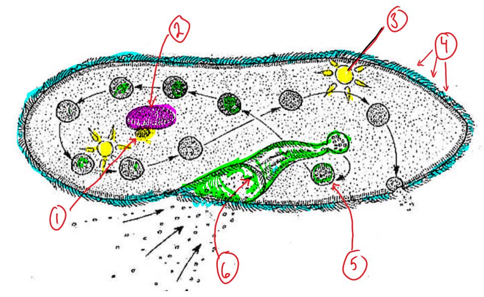 protists and fungi | Quizizz