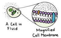 the cell membrane - Class 12 - Quizizz