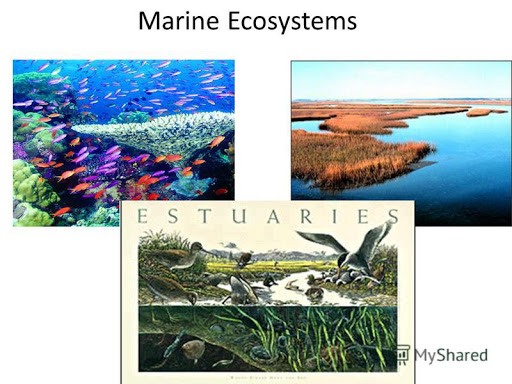 Interactions In Estuaries And Intertidal Environment Quizizz