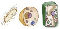 structure of a cell - Year 7 - Quizizz