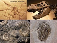 fosil - Kelas 3 - Kuis