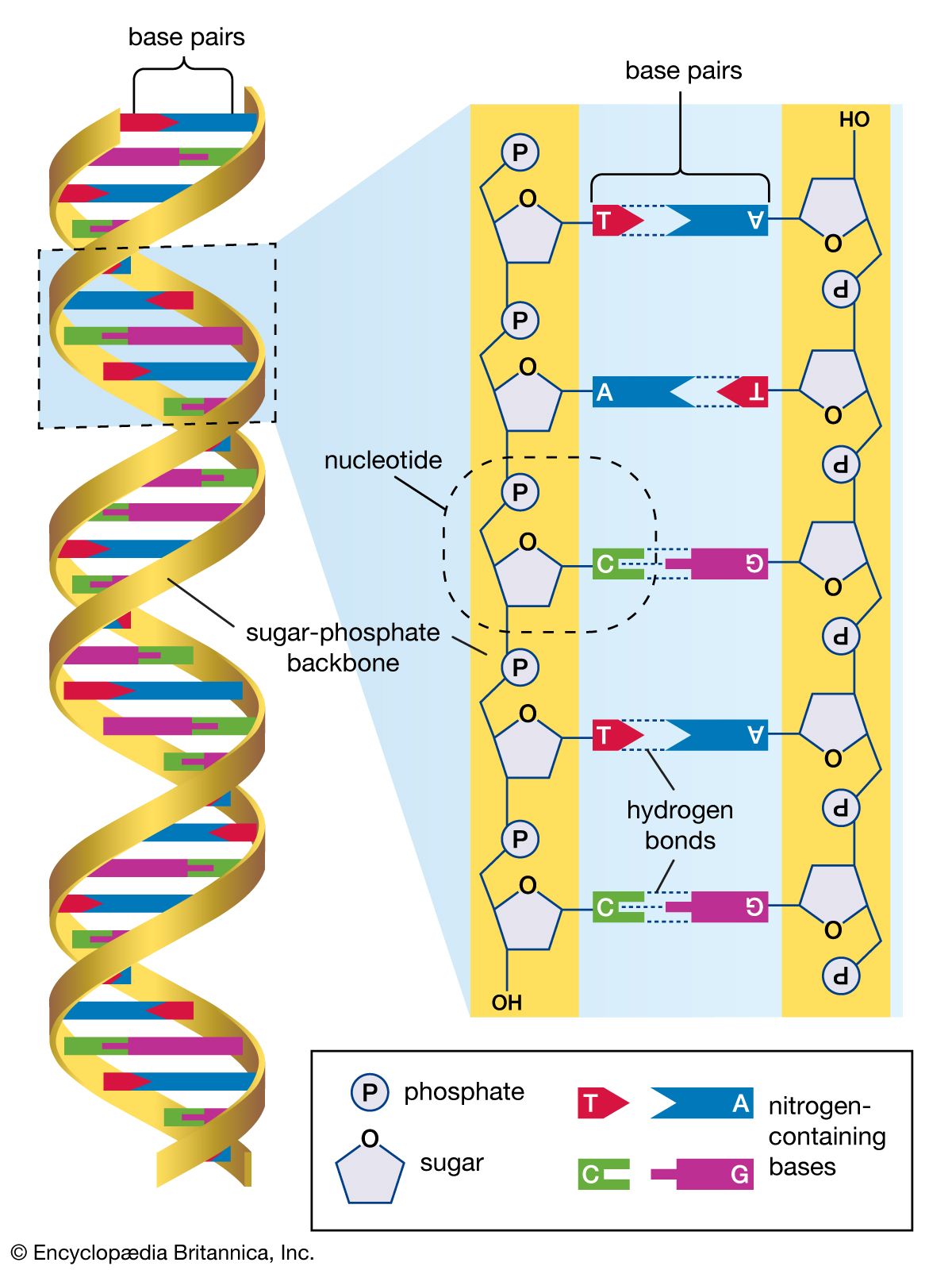 struktur dan replikasi DNA - Kelas 5 - Kuis