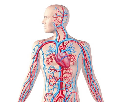 Dolasim Sistemi Biology Quizizz