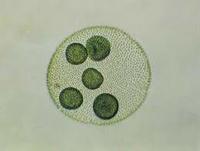 siklus sel dan mitosis - Kelas 10 - Kuis