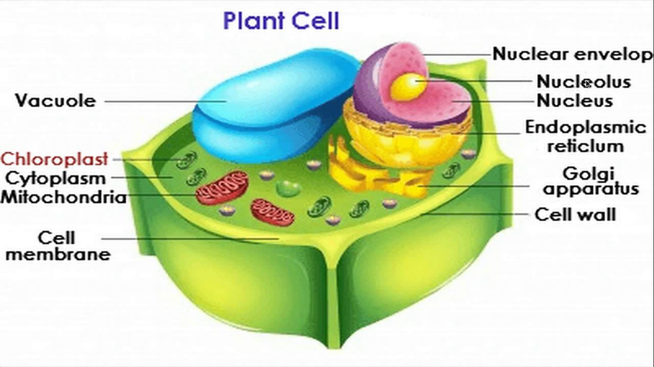 plant-cell-biology-quiz-quizizz