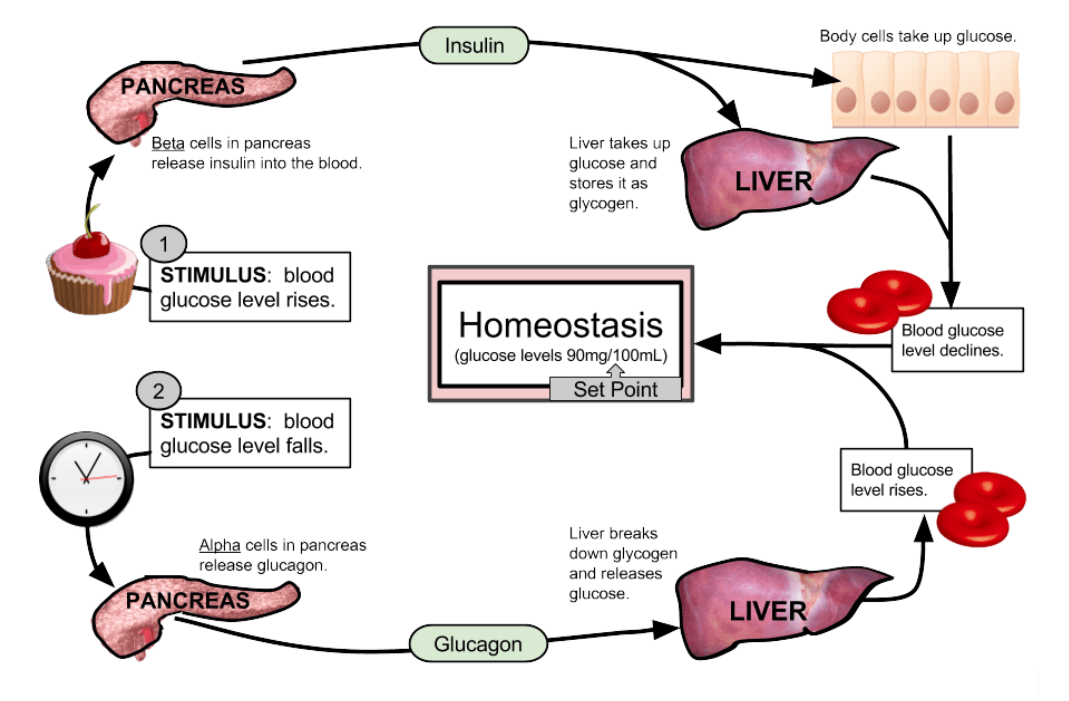 What Is A Feedback Loop In Biology Simple Definition