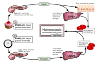 Feedback Loops Biology Quiz Quizizz