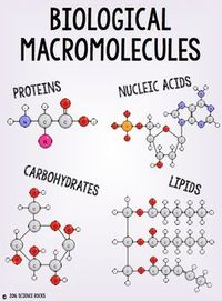 macromolecules - Grade 11 - Quizizz