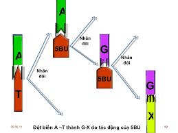 biến đổi gen - Lớp 12 - Quizizz