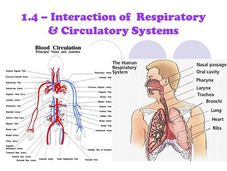 The Circulatory And Respiratory Systems Practice Questions | Quizizz