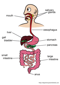the digestive and excretory systems - Year 3 - Quizizz