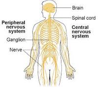 the nervous and endocrine systems - Year 1 - Quizizz
