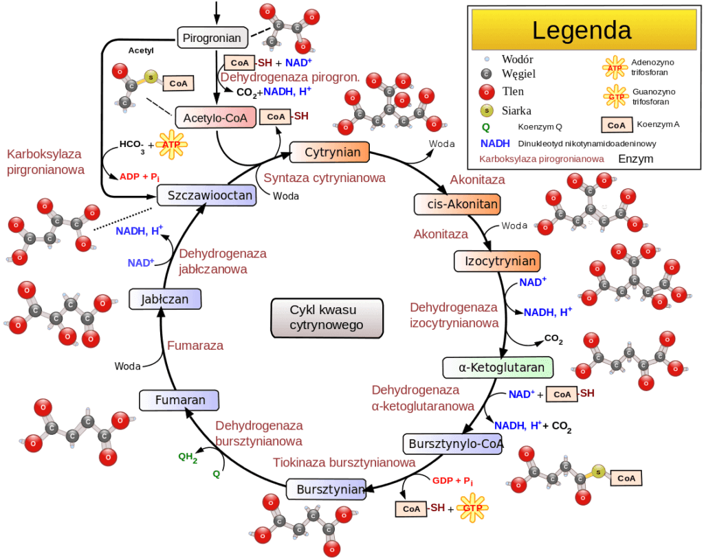 metabolizm - Klasa 3 - Quiz