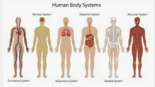 the nervous and endocrine systems - Grade 9 - Quizizz