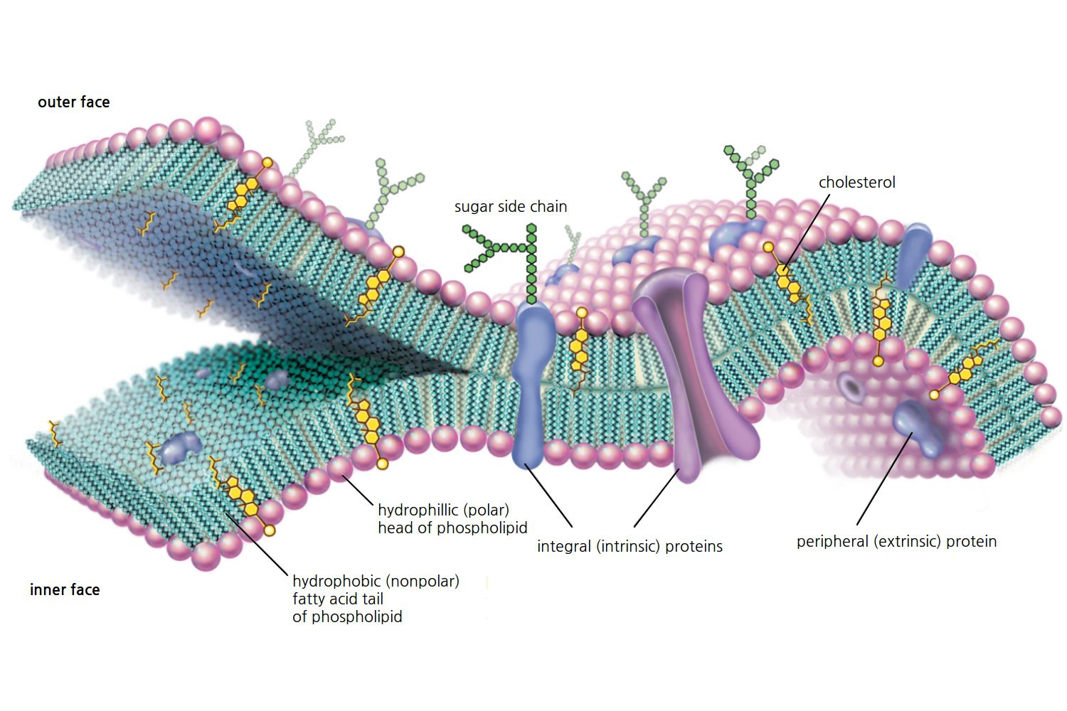 the-cell-membrane-quizizz