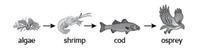 food chain - Year 10 - Quizizz