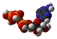 metabolizm - Klasa 1 - Quiz