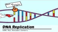 dna structure and replication - Grade 10 - Quizizz