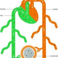 los sistemas digestivo y excretor - Grado 7 - Quizizz
