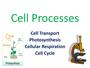 Cell Process Review