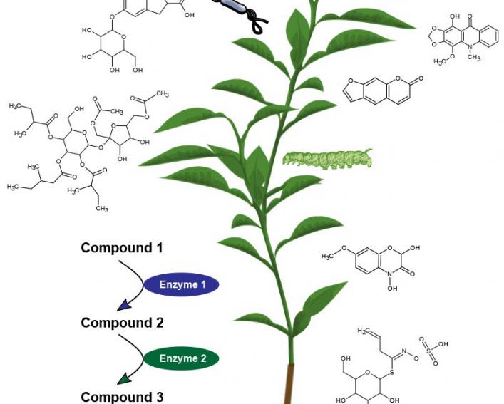 plant biology - Class 4 - Quizizz