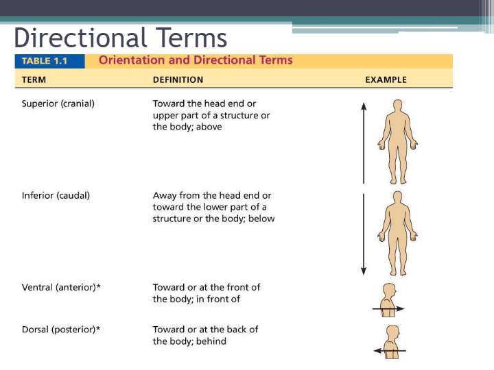 Introduction to Anatomy and Physiology Part 2 - Quizizz