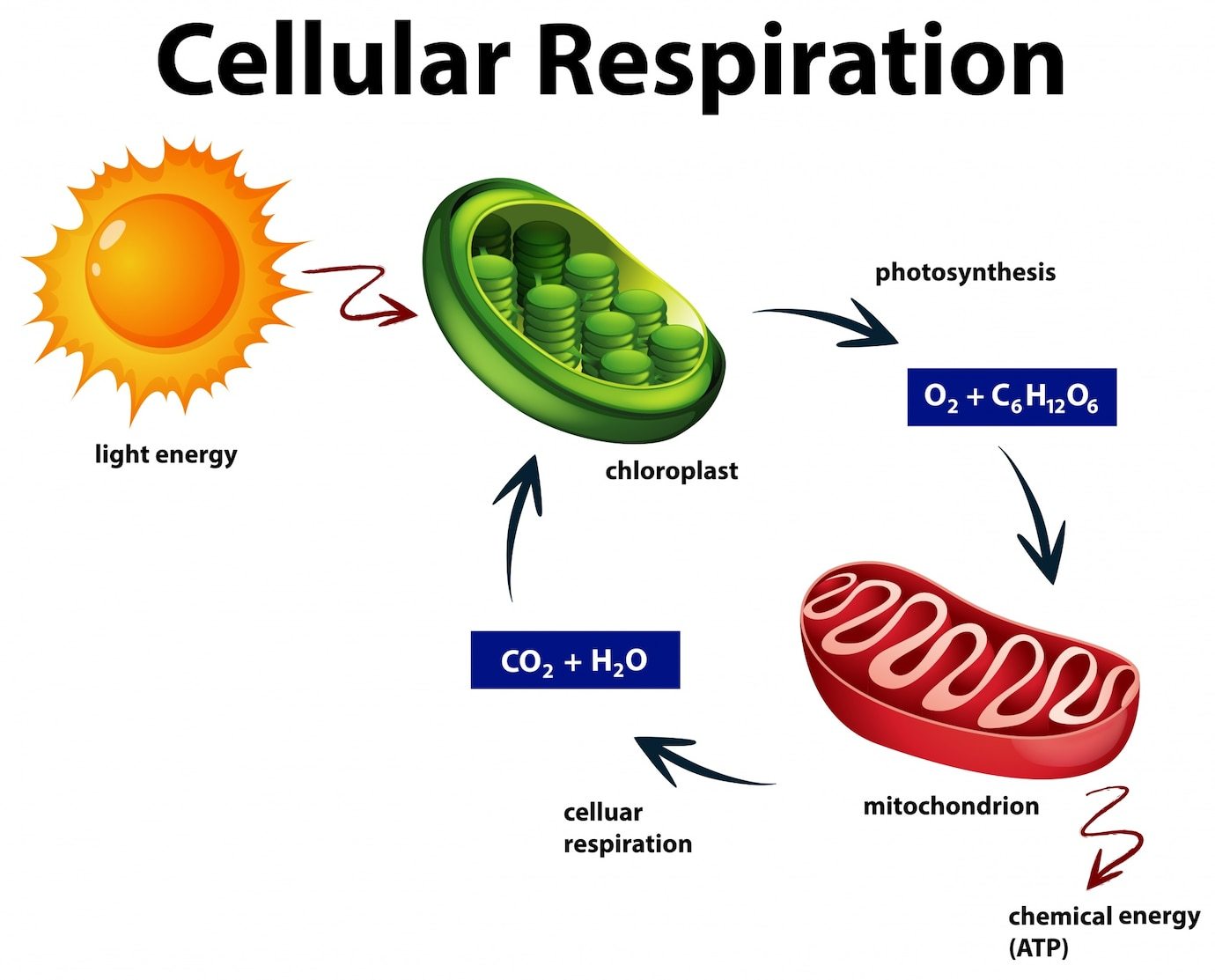 respiración celular - Grado 6 - Quizizz