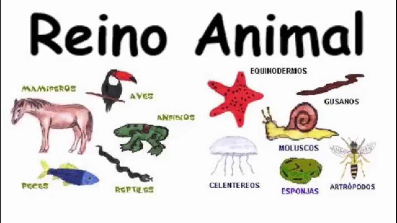 Quiz de Trivia de Animais – 12 Perguntas e Respostas sobre o Reino Animal –  Responda Rápido #1 🦒🦎🐯🐸 