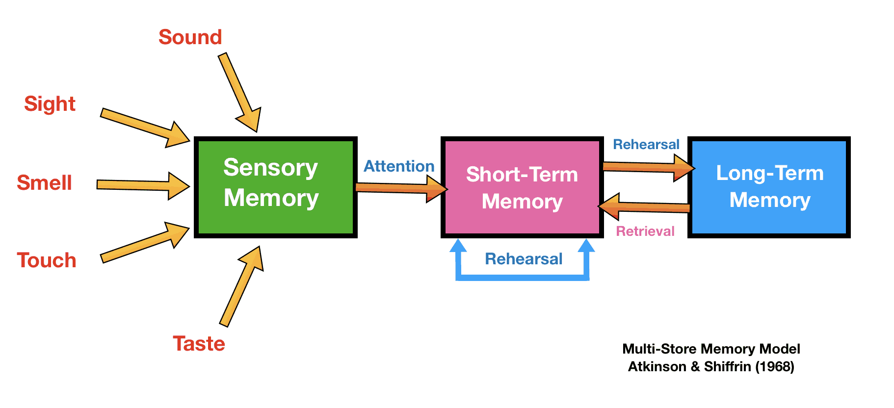 Coding, Capacity and Duration of Memory | 82 plays | Quizizz