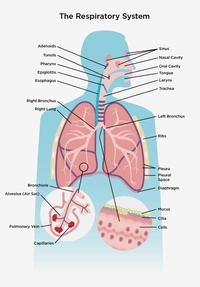 the circulatory and respiratory systems - Class 12 - Quizizz