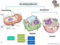 procariontes e eucariontes - Série 6 - Questionário