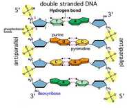 sintesis RNA dan protein - Kelas 12 - Kuis