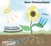 Berikut ini merupakan teknologi yang terinspirasi dari proses fotosintesis yang terjadi dalam daun a