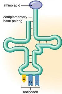 rna and protein synthesis - Grade 8 - Quizizz