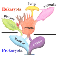 bacteria and archaea - Year 10 - Quizizz