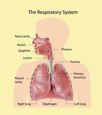 the circulatory and respiratory systems - Year 4 - Quizizz