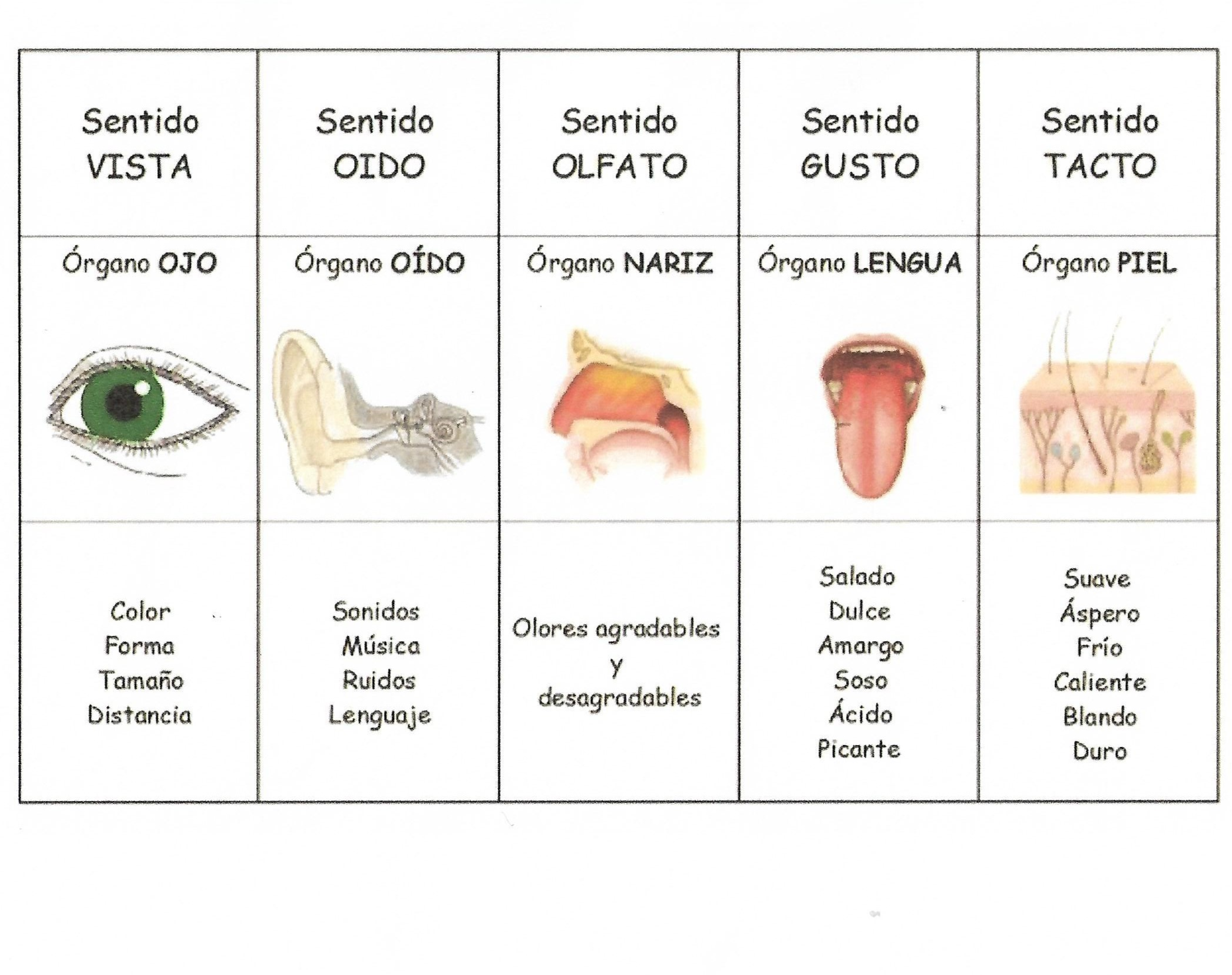 Los 5 Sentidos Tarjetas didácticas - Quizizz